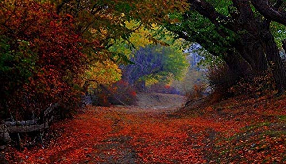 Social Belleza De Otoño Bosque De Color Rojo Hojas Caídas Diy 5D Kit De Pintura De Diamantes De Imitación De Círculo Completo La Pintura De Arte Perfecto Se Puede Utilizar Para La Decoración De L