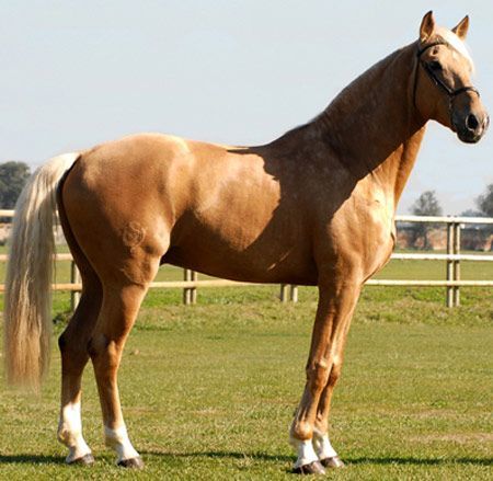 Lusitano Horse: Lusitano Thoroughbred Horse