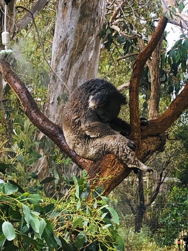 Place Moonlit Sanctuary Wildlife Conservation Park