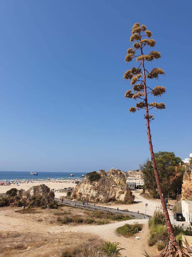 Lugar Praia da Rocha