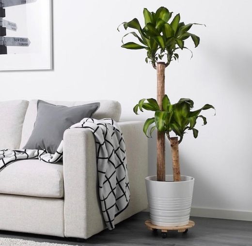 Producto Planta Ikea