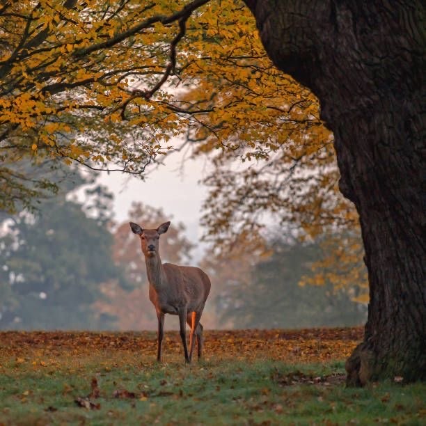 Place Richmond Park