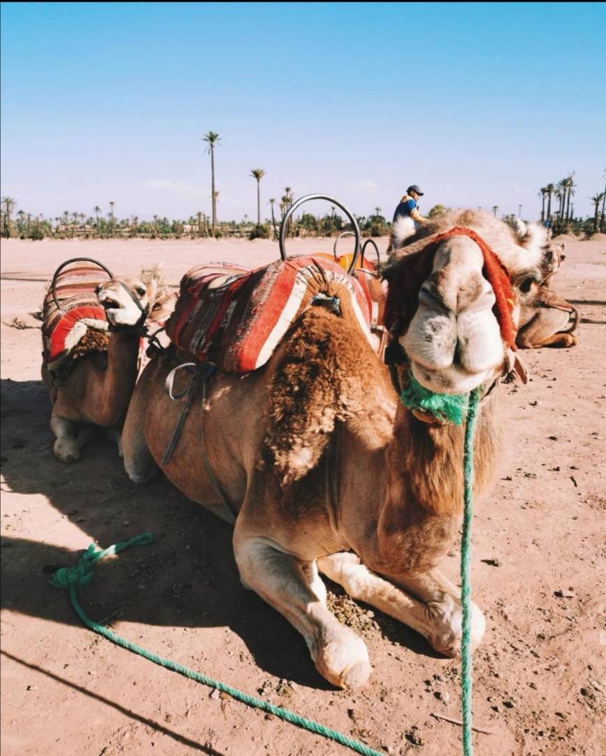 Fashion Marrakesh