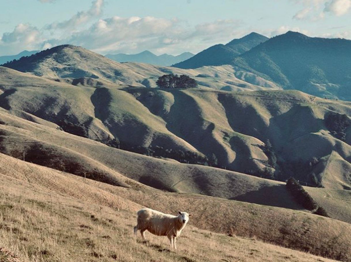 Place Marlborough Sounds Water Aerodrome