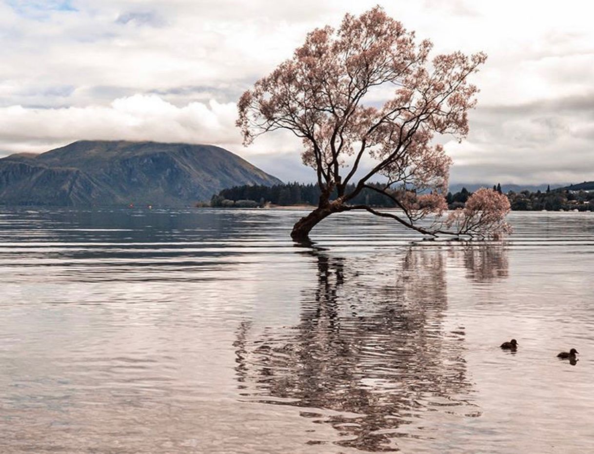 Place #ThatWanakaTree