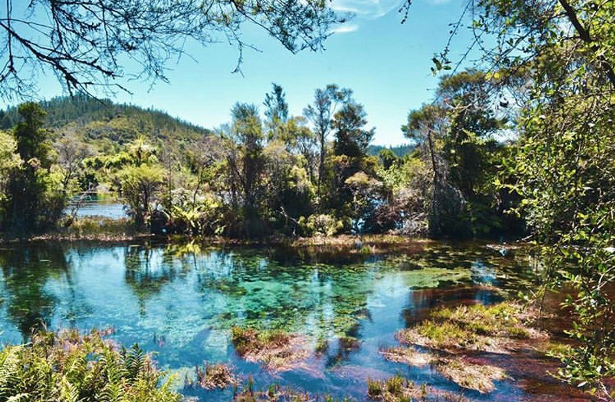 Lugar Te Waikoropupu Springs