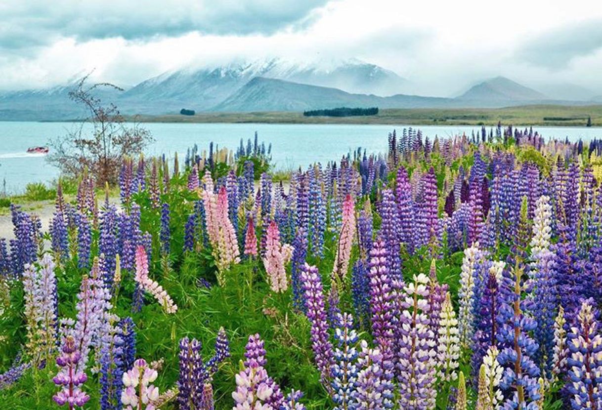 Lugar Lake Tekapo