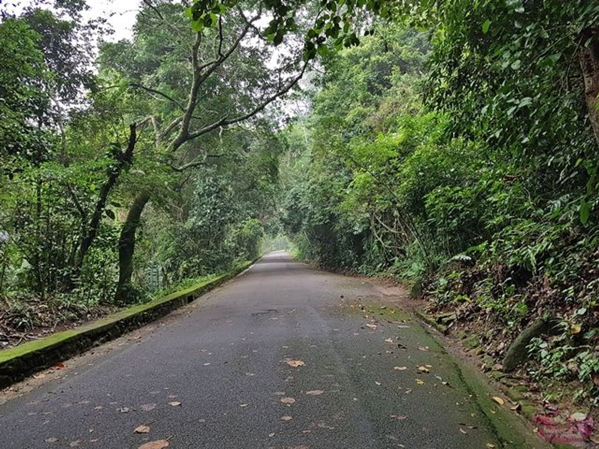 Places Estrada das Paineiras