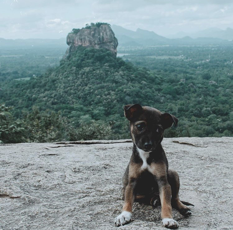 Place Pidurangala Rock