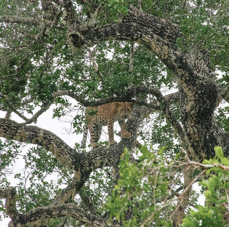 Place Yala National Park Sri Lanka