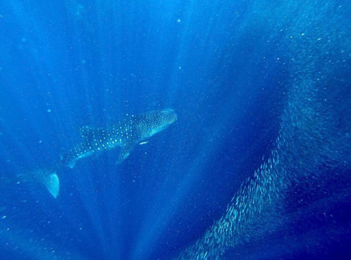 Fashion Swimming with whale shark 