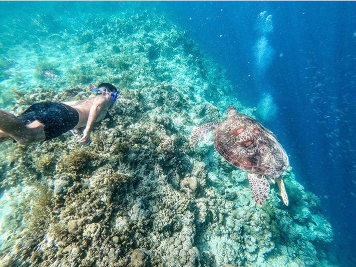 Fashion Swimming with turtles in Moalboal 