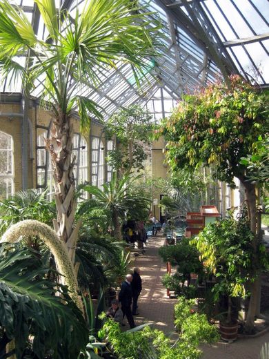 Hortus Botanicus Amsterdam