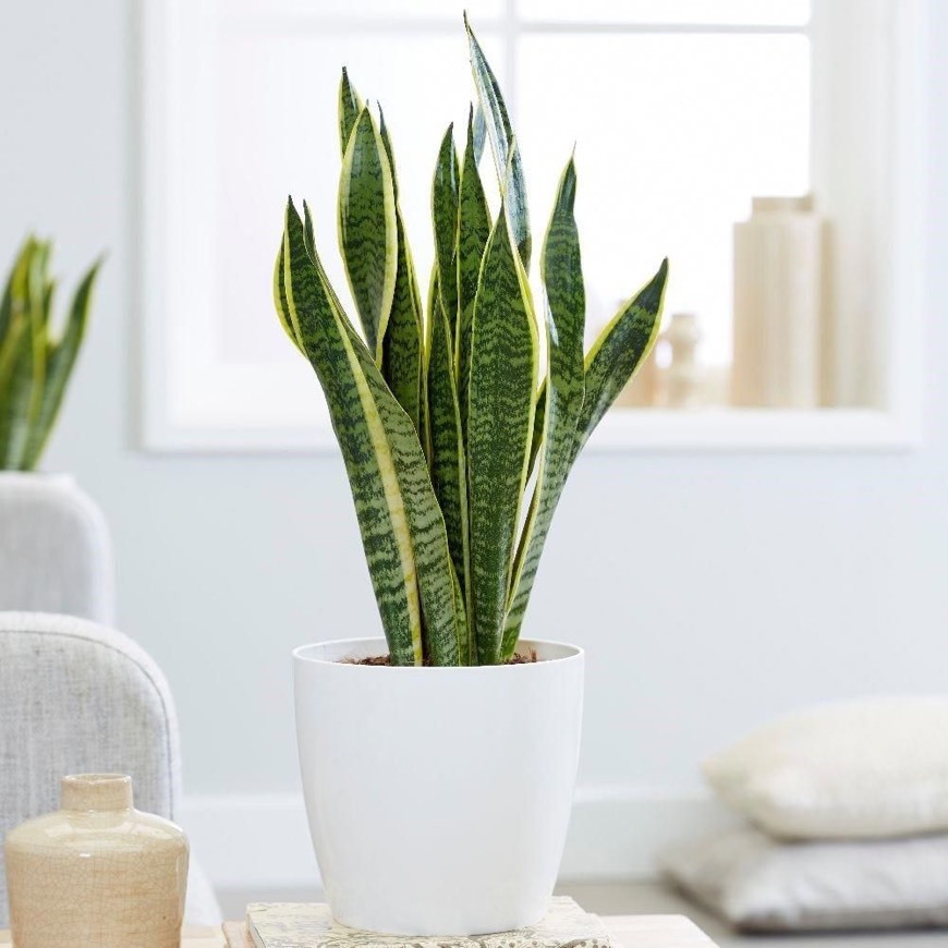 Producto Sansevieria trifasciata 