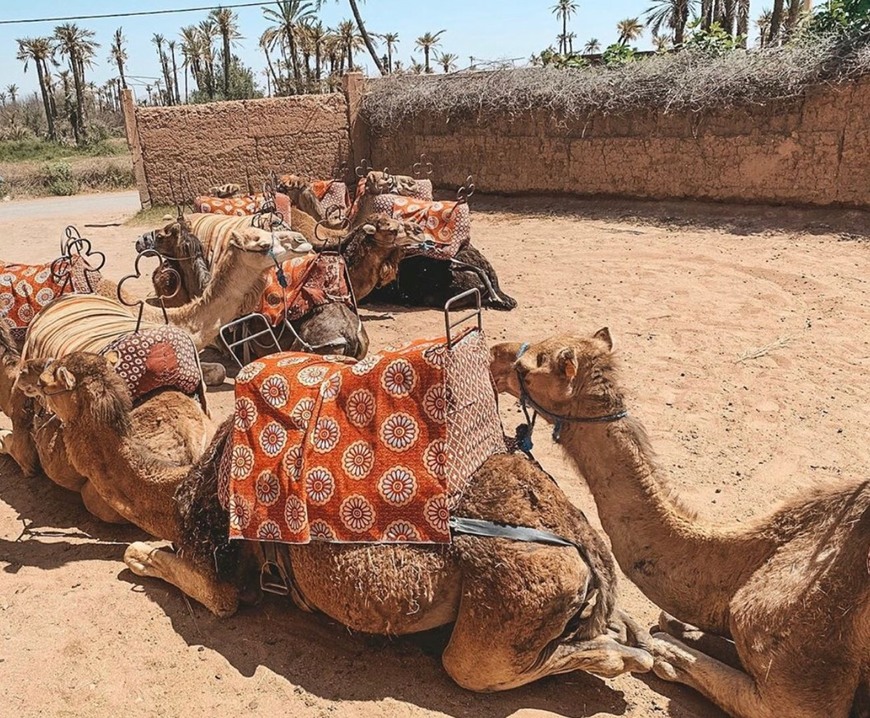 Moda Deserto e Palmeiral de Marrakech