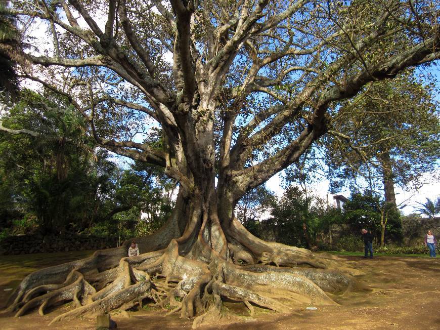 Lugar Jardim Botânico