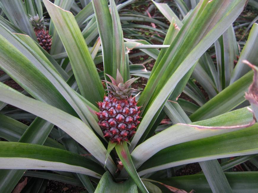 Lugar Plantação de Ananás dos Açores