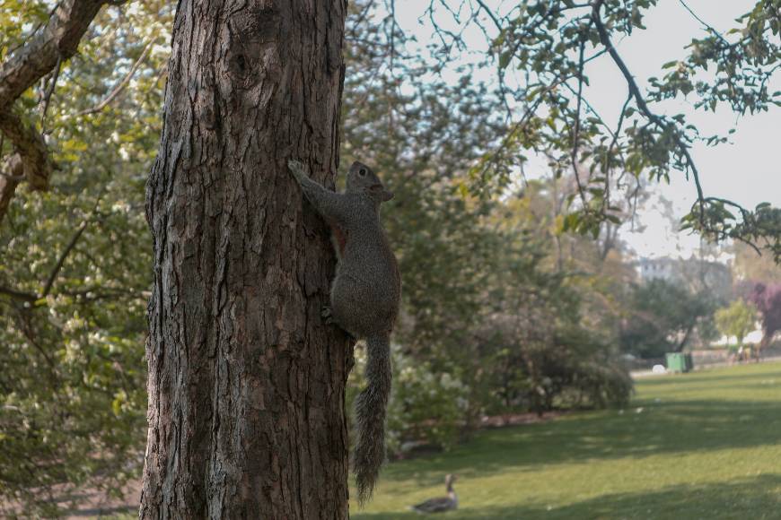 Lugar St. James's Park