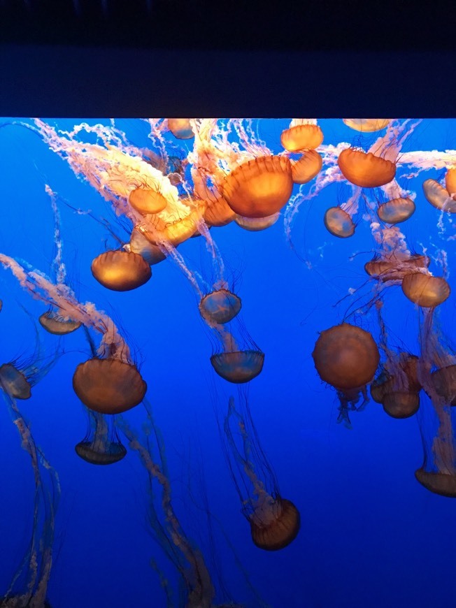 Lugar Monterey Bay Aquarium