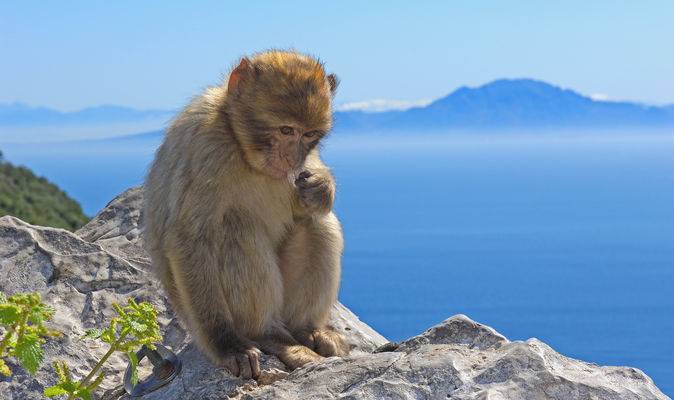 Fashion Upper Rock Gibraltar Natural Reserve