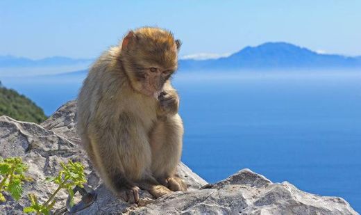 Upper Rock Gibraltar Natural Reserve
