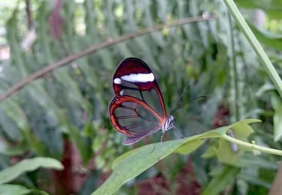 Place Mariposario de Benalmádena