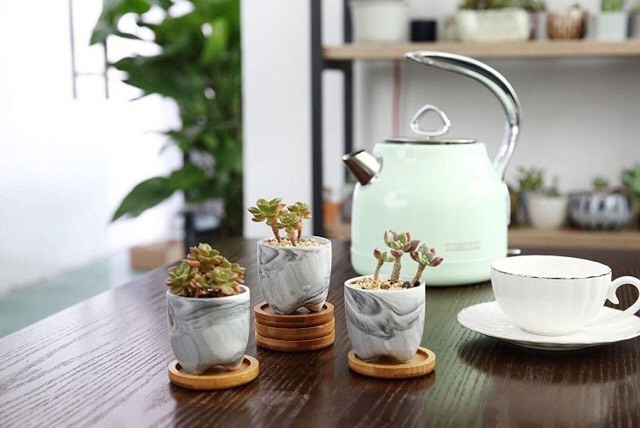 Product Jarros com Plantas Decorativos 