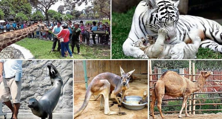 Lugar Parque Zoológico Huachipa