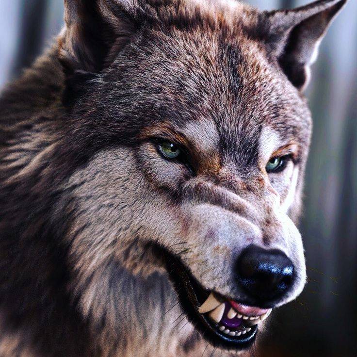 lobos
