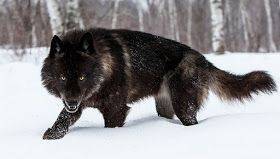 lobos