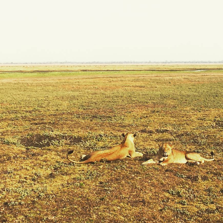 Place Gorongosa National Park