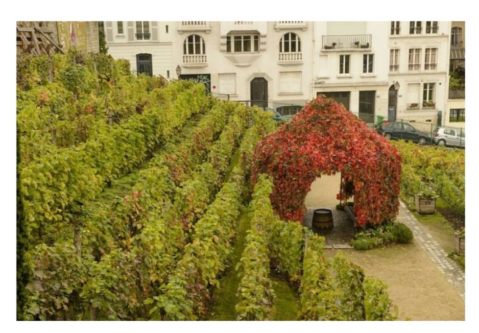 Fashion Vignes du Clos Montmartre