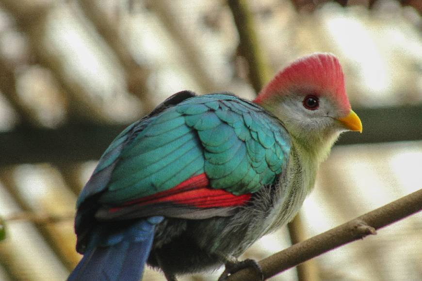 Place Zoo Lourosa - Ornithological Park Lourosa