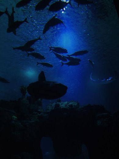 Oceanário de Lisboa