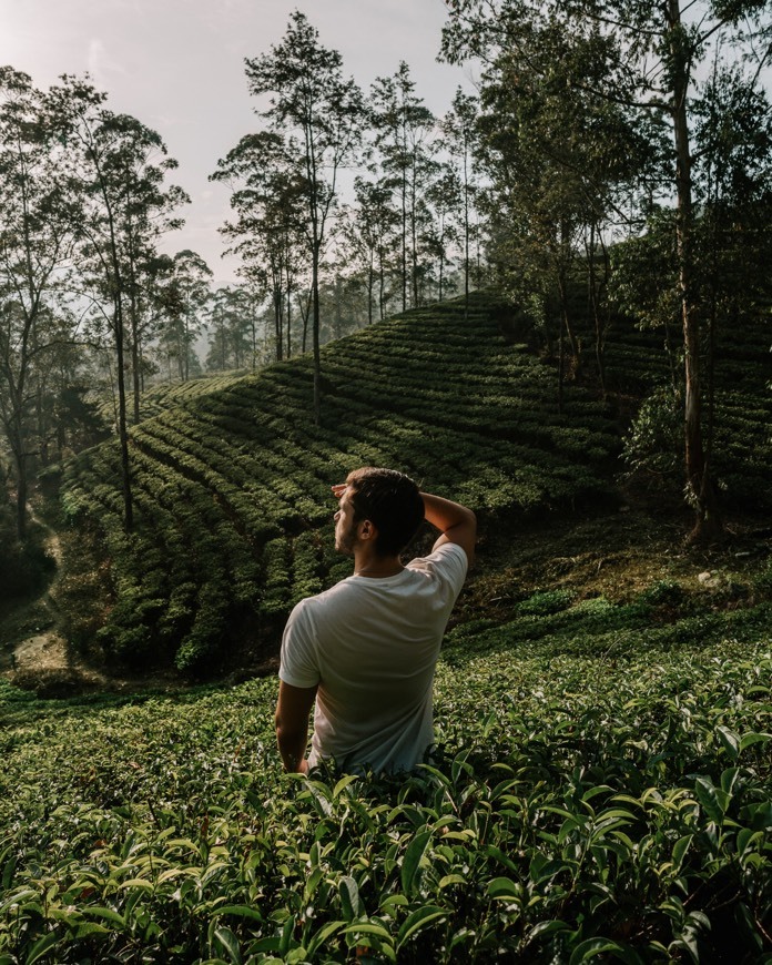 Places Ceylon Tea Trails