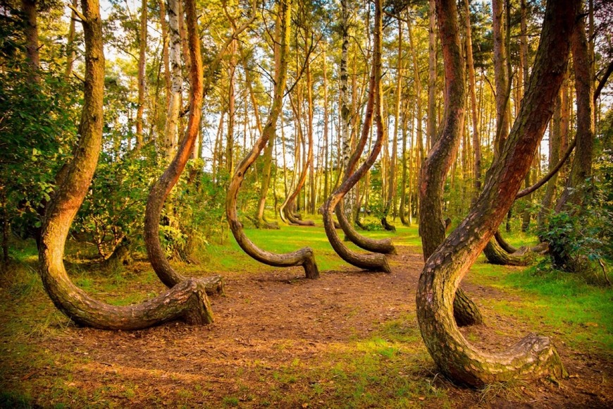 Lugares Crooked Forest