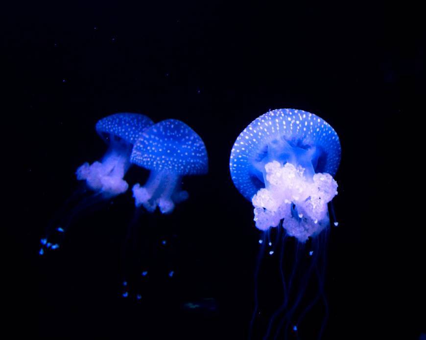 Lugar Oceanario de Lisboa