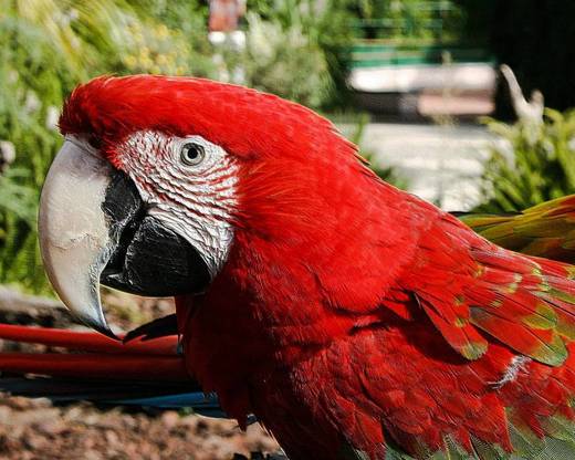 Jardim Zoológico de Lisboa