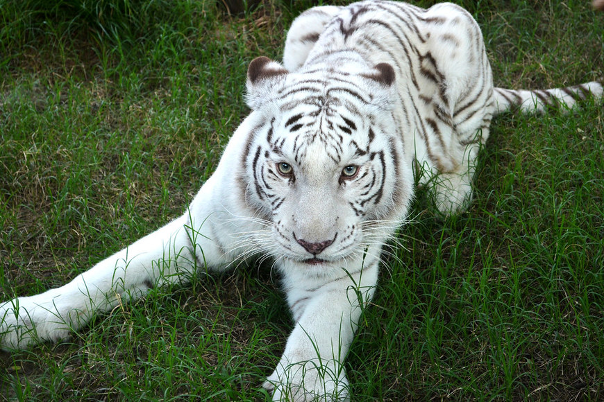 Fashion Tigre branco