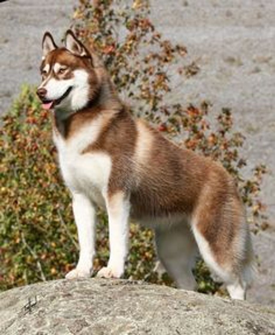 Moda Husky siberiano