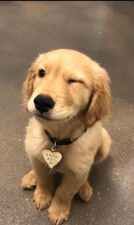 Social Cão 
