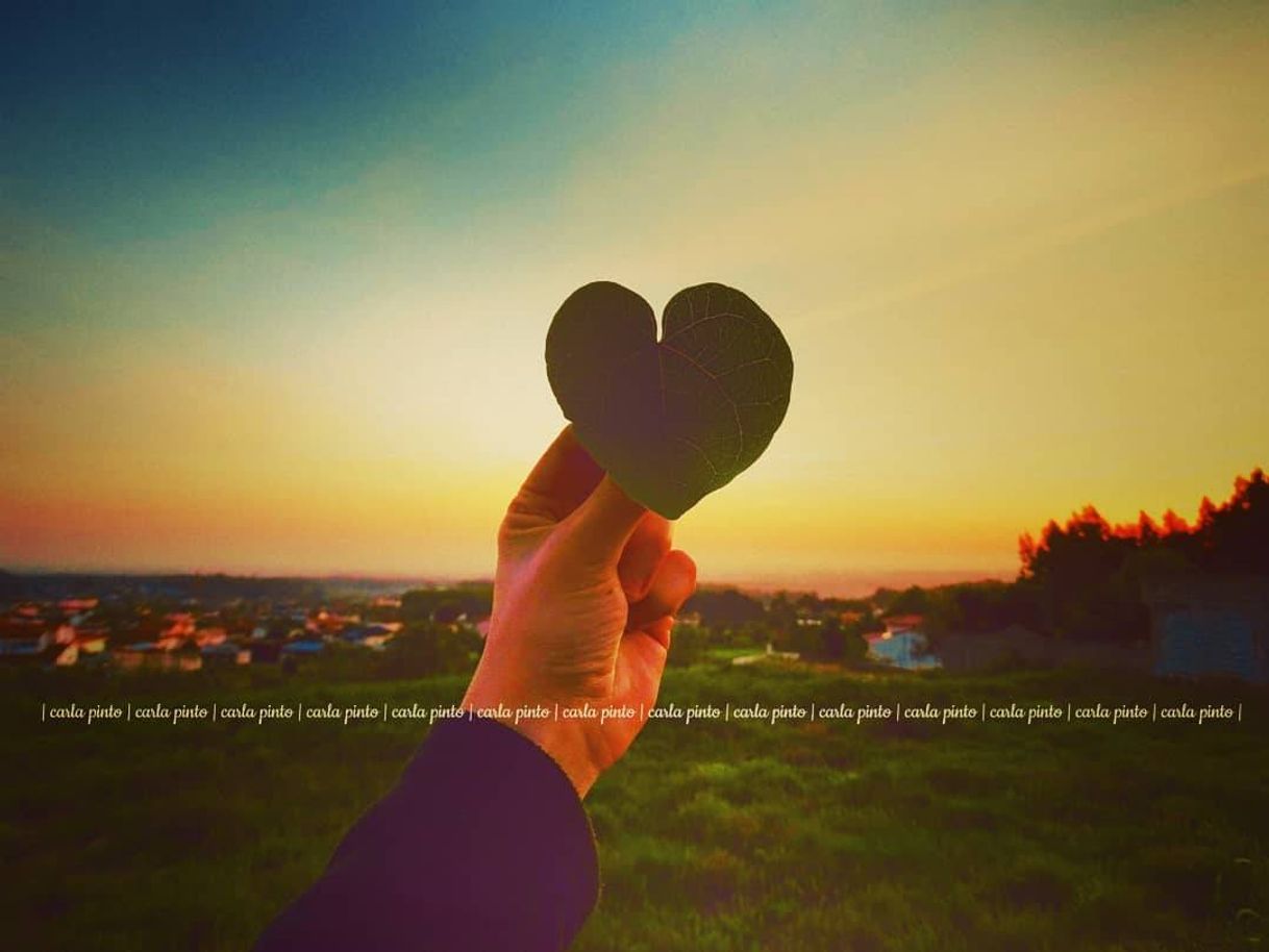 Social Landscape. Heart. Photography. 