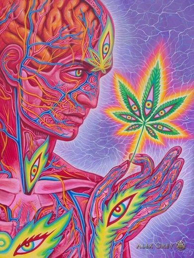 cannabis sutra 