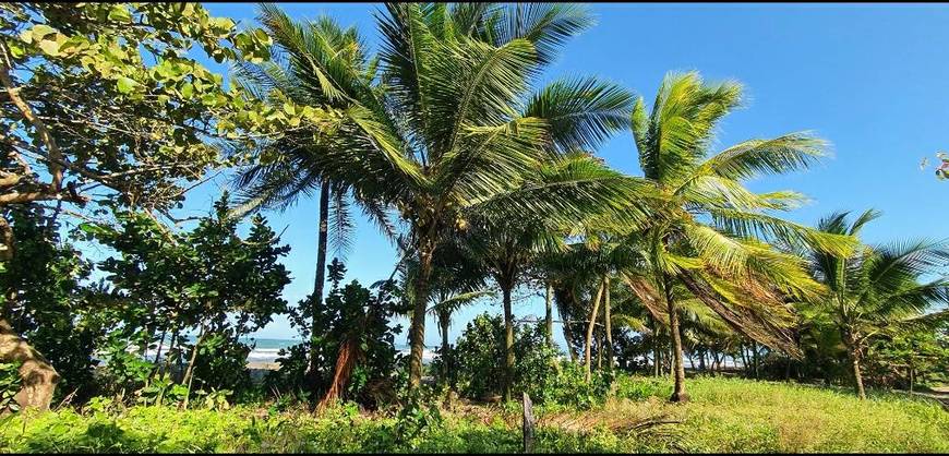 Place Tortuguero