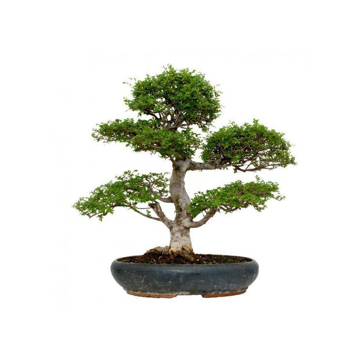Bonsai