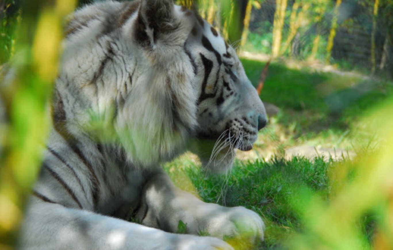 Lugar Zoo da Maia