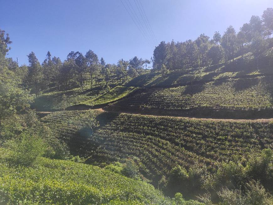 Pedro Tea Factory
