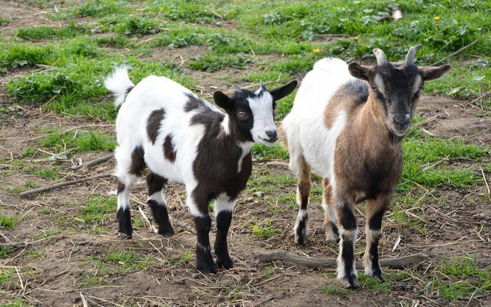 Social Cabras 