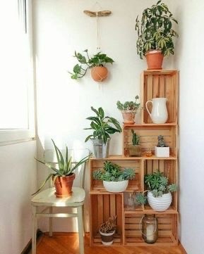 Moda Plantas de decoração 