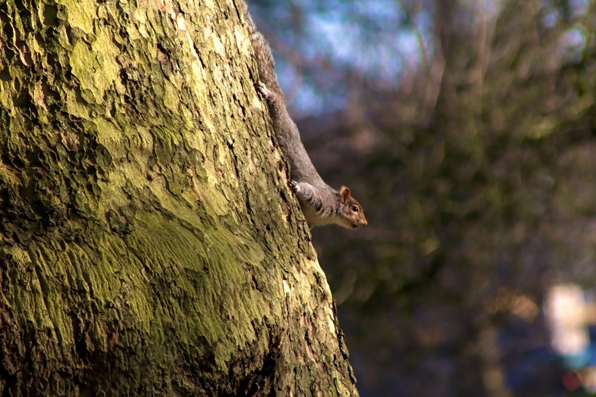 Lugar St. James's Park